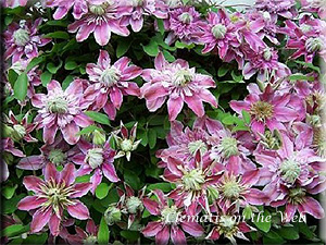 Clematis photograph