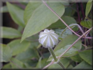 Clematis photograph