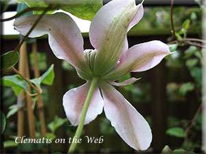 Clematis photograph