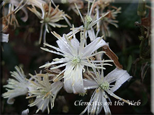 Clematis photograph