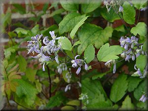 Clematis photograph