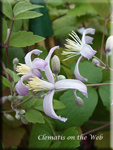 Clematis photograph