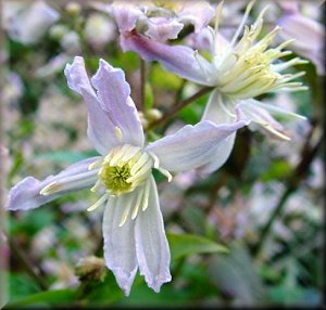 Clematis photograph