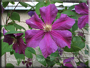 Clematis photograph