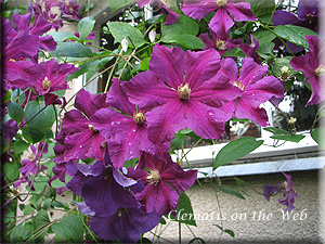 Clematis photograph