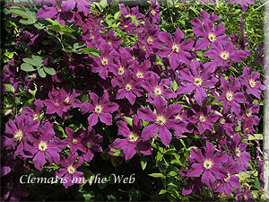 Clematis photograph