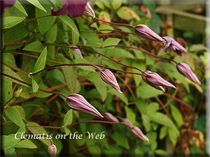 Clematis photograph