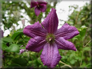 Clematis photograph