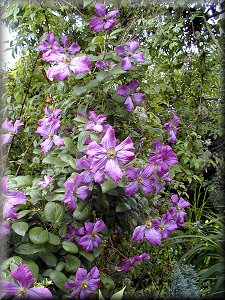 Clematis photograph