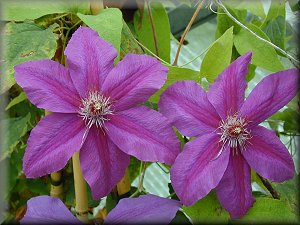 Clematis photograph