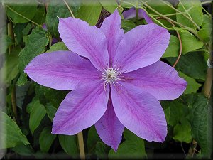 Clematis photograph