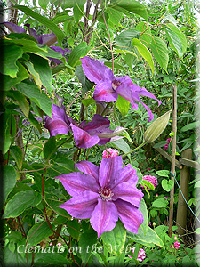 Clematis photograph