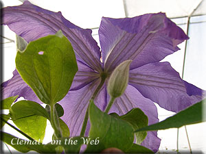 Clematis photograph