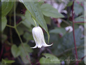 Clematis photograph