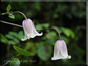 Clematis photograph