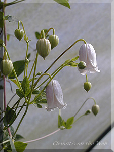 Clematis photograph