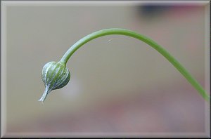 Clematis photograph