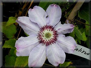 Clematis photograph