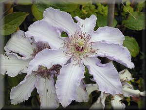 Clematis photograph