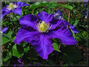 Clematis photograph