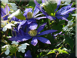 Clematis photograph