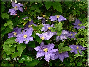 Clematis photograph