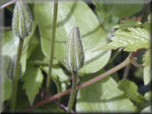 Clematis photograph