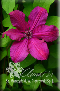 Clematis photograph