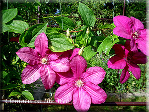 Clematis photograph