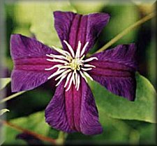 Clematis photograph