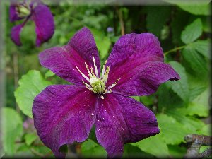 Clematis photograph