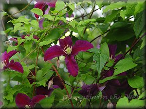 Clematis photograph