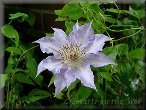 Clematis photograph