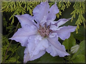 Clematis photograph