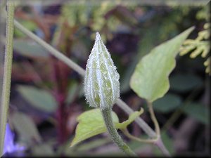 Clematis photograph