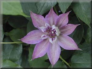 Clematis photograph