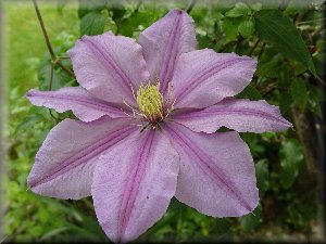 Clematis photograph