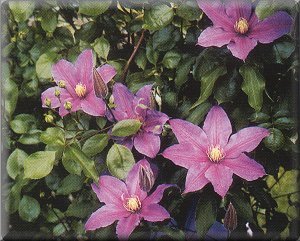 Clematis photograph