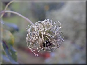 Clematis photograph