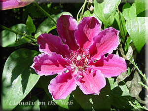 Clematis photograph