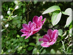 Clematis photograph