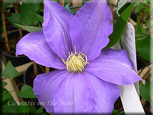 Clematis photograph