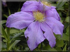 Clematis photograph