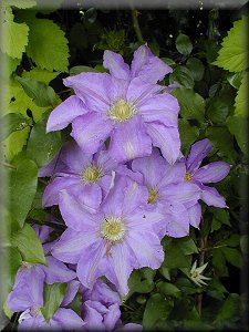 Clematis photograph