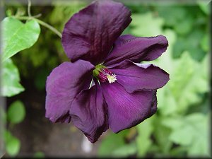 Clematis photograph