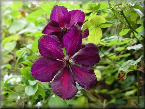 Clematis photograph