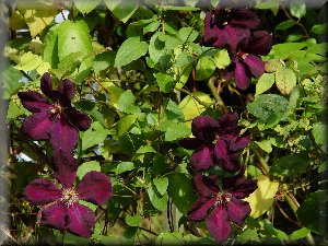 Clematis photograph