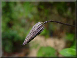 Clematis photograph