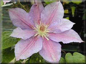 Clematis photograph