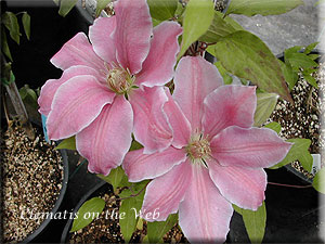 Clematis photograph